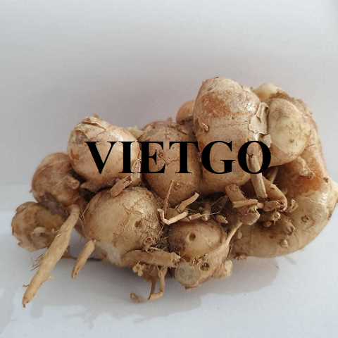 Cơ hội hợp tác xuất khẩu gừng đến thị trường Indonesia  