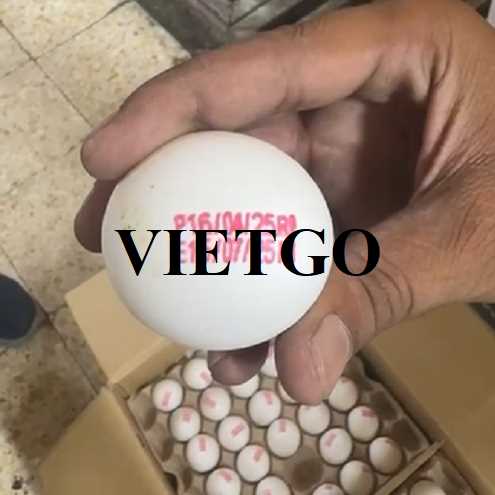 Cơ hội xuất khẩu trứng trắng đến thị trường UAE