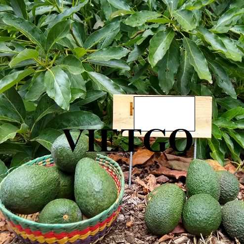 Cơ hội hợp tác xuất khẩu bơ đến thị trường Anh và UAE 