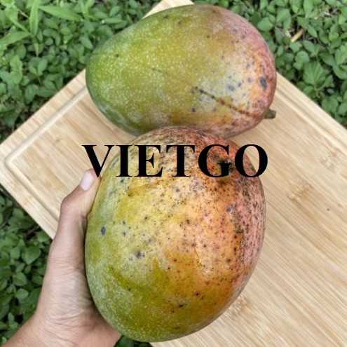 Cơ hội hợp tác xuất khẩu xoài đến thị trường Thổ Nhĩ Kỳ