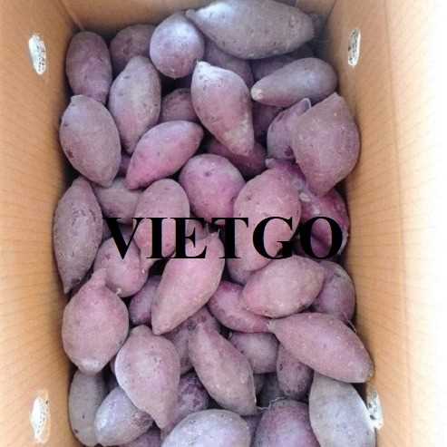 Cơ hội xuất khẩu khoai lang sang thị trường Trung Quốc