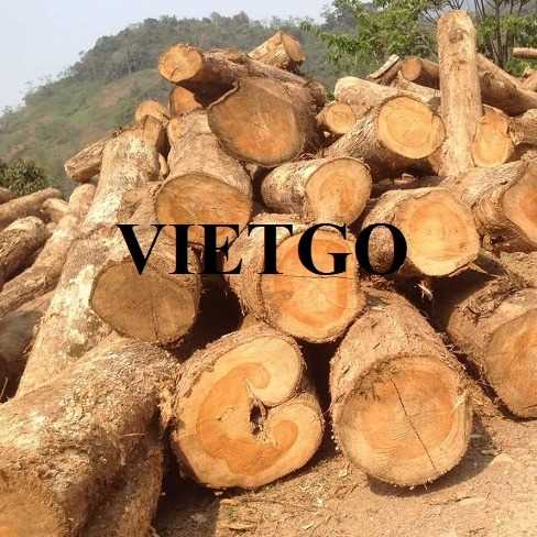 Thương vụ xuất khẩu sản phẩm gỗ teak tròn đến thị trường Ấn Độ