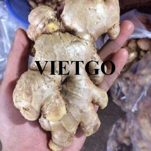 Cơ hội xuất khẩu gừng tươi đến thị trường UAE