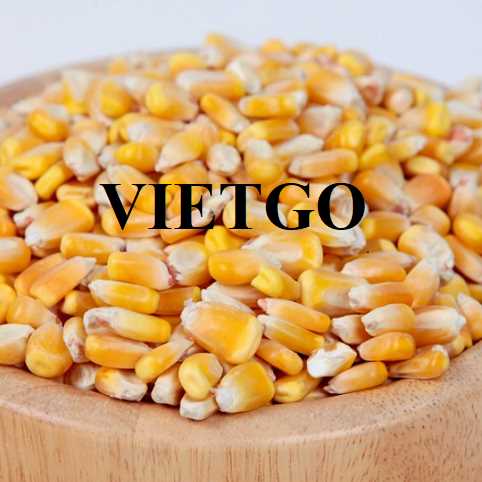 Cơ hội hợp tác xuất khẩu ngô đến thị trường Ai Cập 
