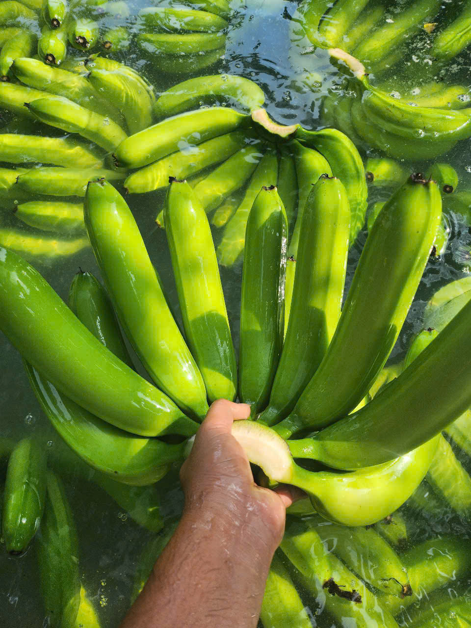 Cần mua 1 container 20ft chuối sang thị trường Bahrain