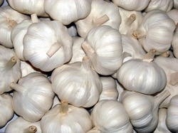 Cần mua sản phẩm tỏi để phục vụ xuất khẩu