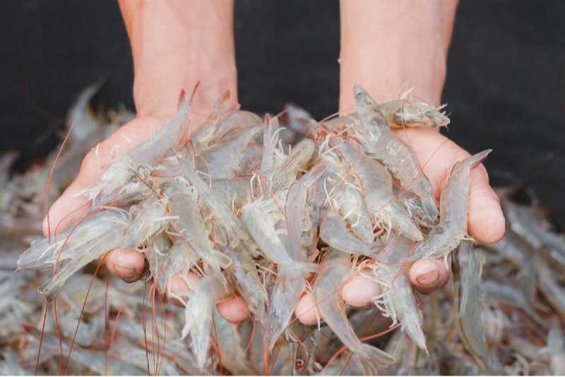 Cần tìm đơn vị vận tải vận chuyển mặt hàng tôm thẻ chân trắng đông lạnh đi Ba Lan
