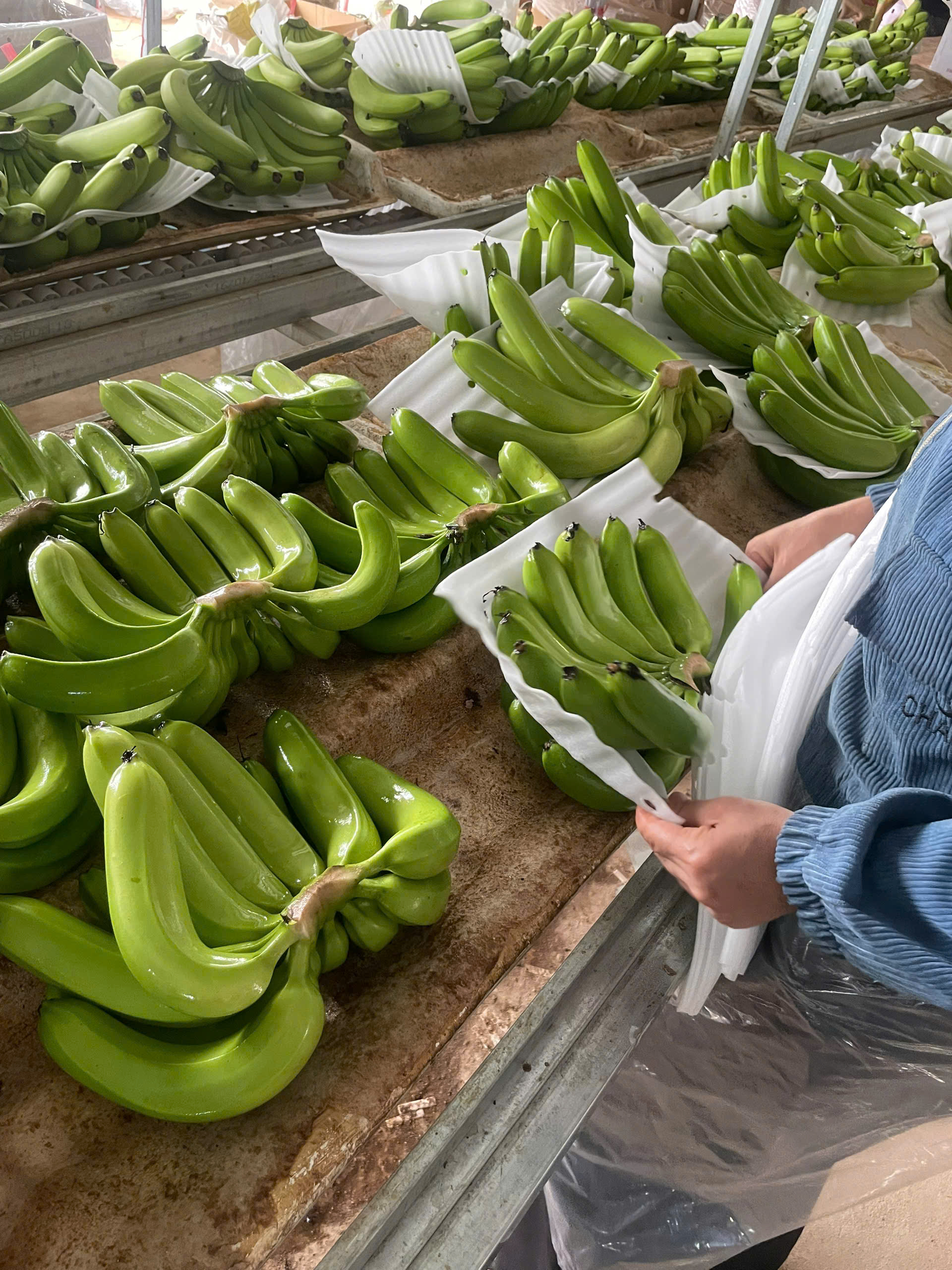 Cần mua sản phẩm chuối sang thị trường Hàn Quốc
