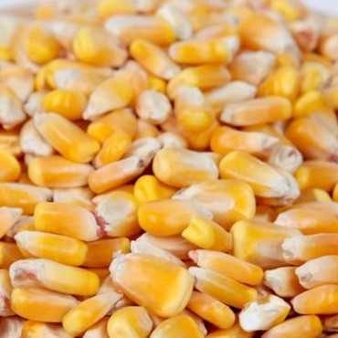 i'm looking corn export to indonesia