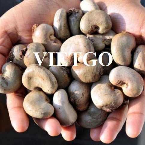 Cơ hội hợp tác xuất khẩu hạt điều đến thị trường Ấn Độ  