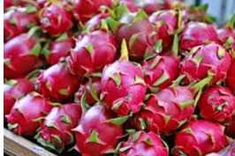 Cần tìm đơn vị vận tải vận chuyển mặt hàng thanh long đi Ấn Độ