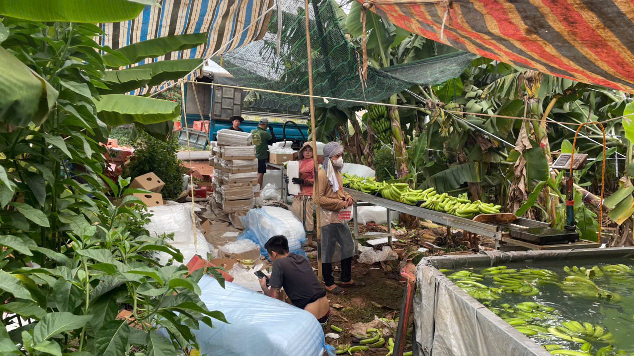 Cần mua sản phẩm Chuối sang thị trường Trung Quốc