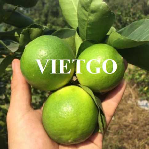 Cơ hội hợp tác xuất khẩu chanh đến thị trường Qatar 