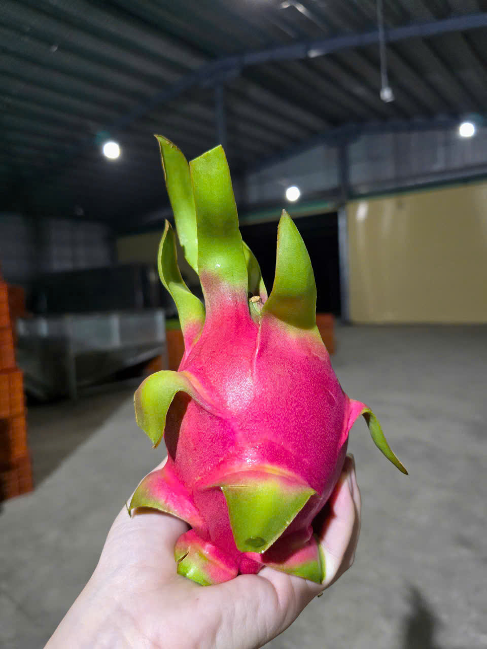 Tìm đơn vị báo giá vận chuyển mặt hàng thanh long đi Ấn Độ