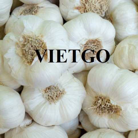 Cơ hội hợp tác xuất khẩu tỏi đến thị trường Ấn Độ