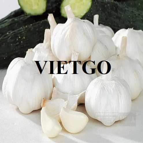 (Gấp) Cơ hội hợp tác xuất khẩu tỏi đến thị trường Indonesia 