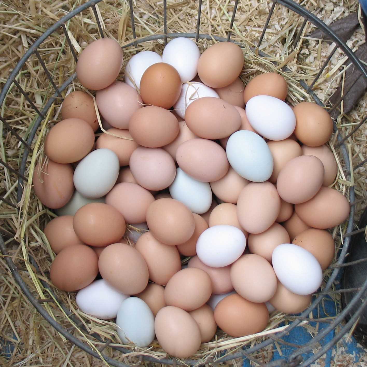 I want to buy Eggs