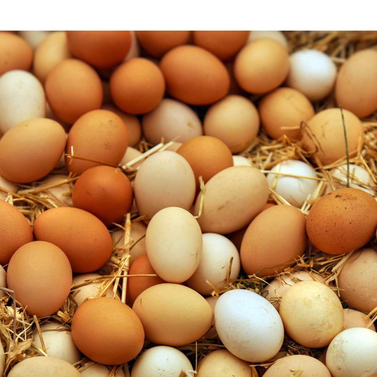 I want to buy egg