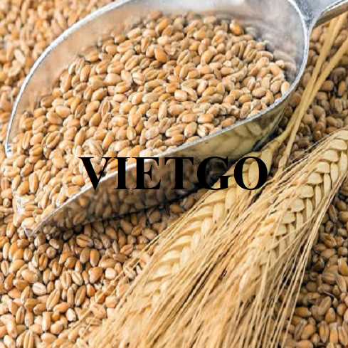 Cơ hội xuất khẩu hạt lúa mì sang thị trường Thổ Nhĩ Kỳ và Bangladesh