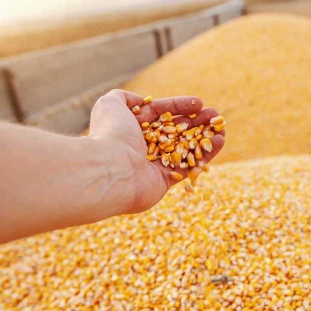 I want to buy yellow corn