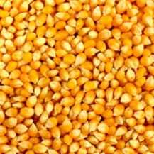 I want to buy yellow corn