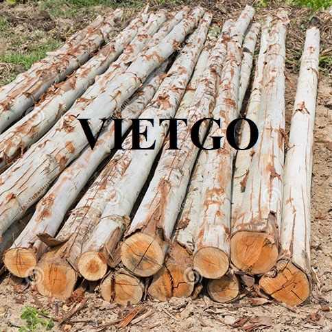 Thương vụ xuất khẩu gỗ bạch đàn tròn sang thị trường Ấn Độ 