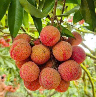 Fresh lychees