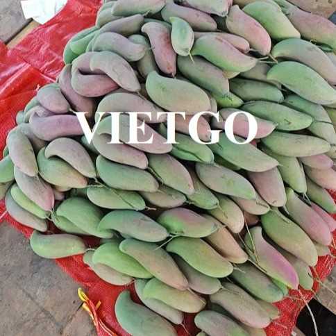 Cơ hội xuất khẩu xoài tượng sang thị trường Trung Quốc