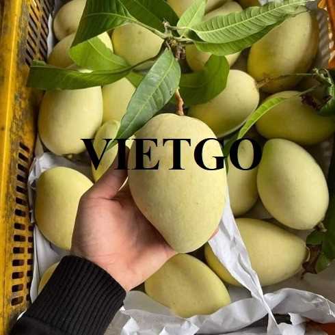 Thương vụ xuất khẩu xoài cát Chu và xoài cát Hoà Lộc sang thị trường Anh