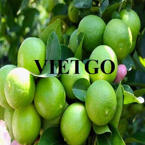 Cơ hội hợp tác xuất khẩu chanh đến thị trường Iraq
