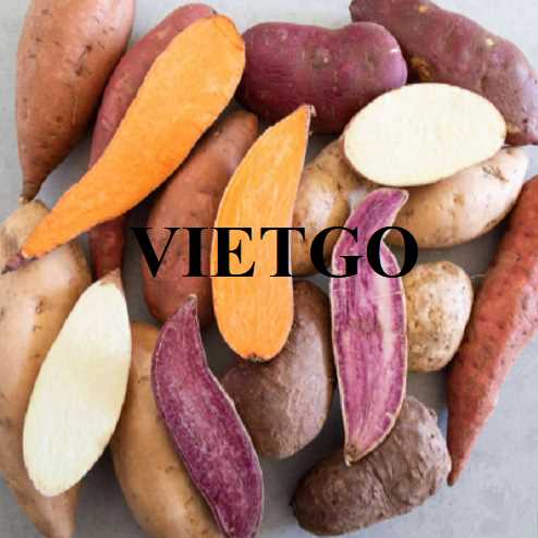 Cơ hội xuất khẩu khoai lang đến thị trường UAE 