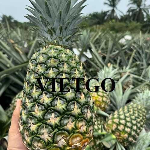 Cơ hội xuất khẩu dứa tươi MD2 sang Ai Cập