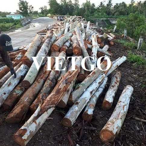 Thương vụ xuất khẩu gỗ bạch đàn tròn đến thị trường Ấn Độ 