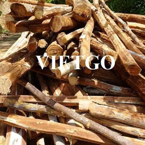 Thương vụ xuất khẩu gỗ bạch đàn tròn đến thị trường Ấn Độ 