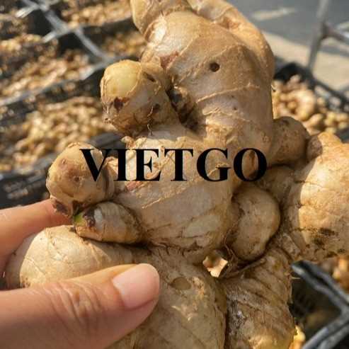 Cơ hội xuất khẩu gừng tươi đến thị trường Mỹ