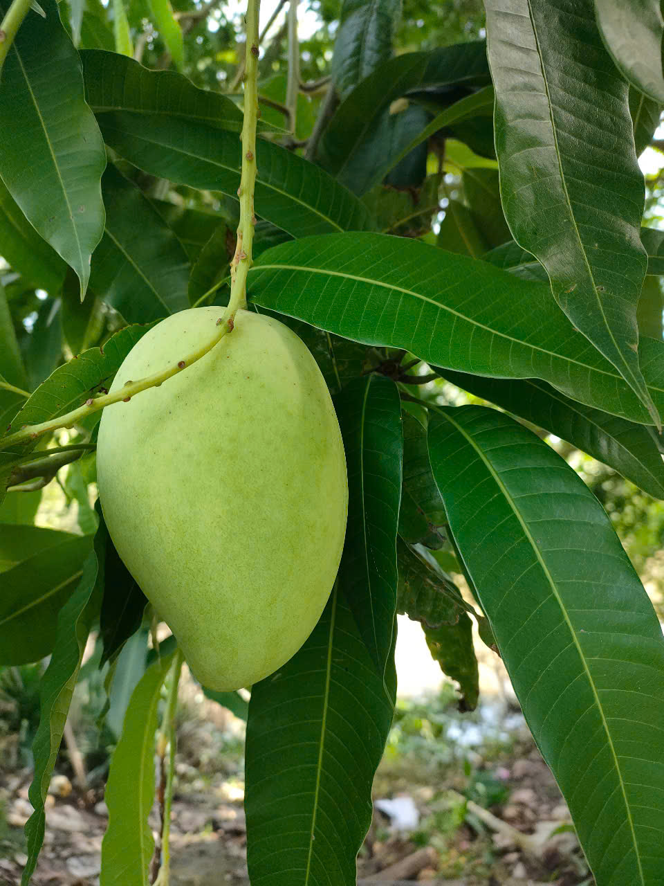 Fresh Cat Hoa Loc Mango from Vietnam – Best Price & High Quality