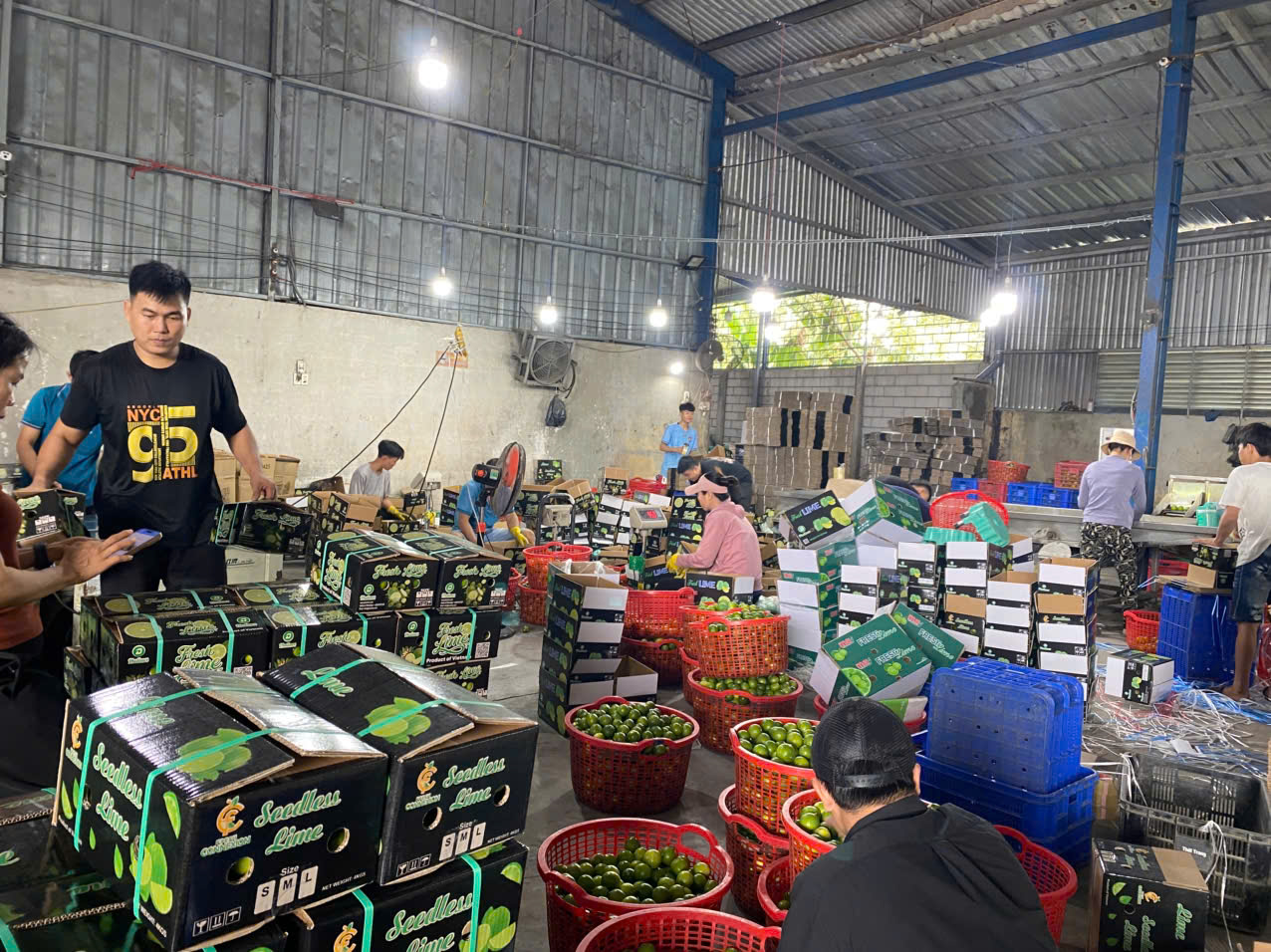 Fresh Seedless Lime from Vietnam – Best Price & High Quality