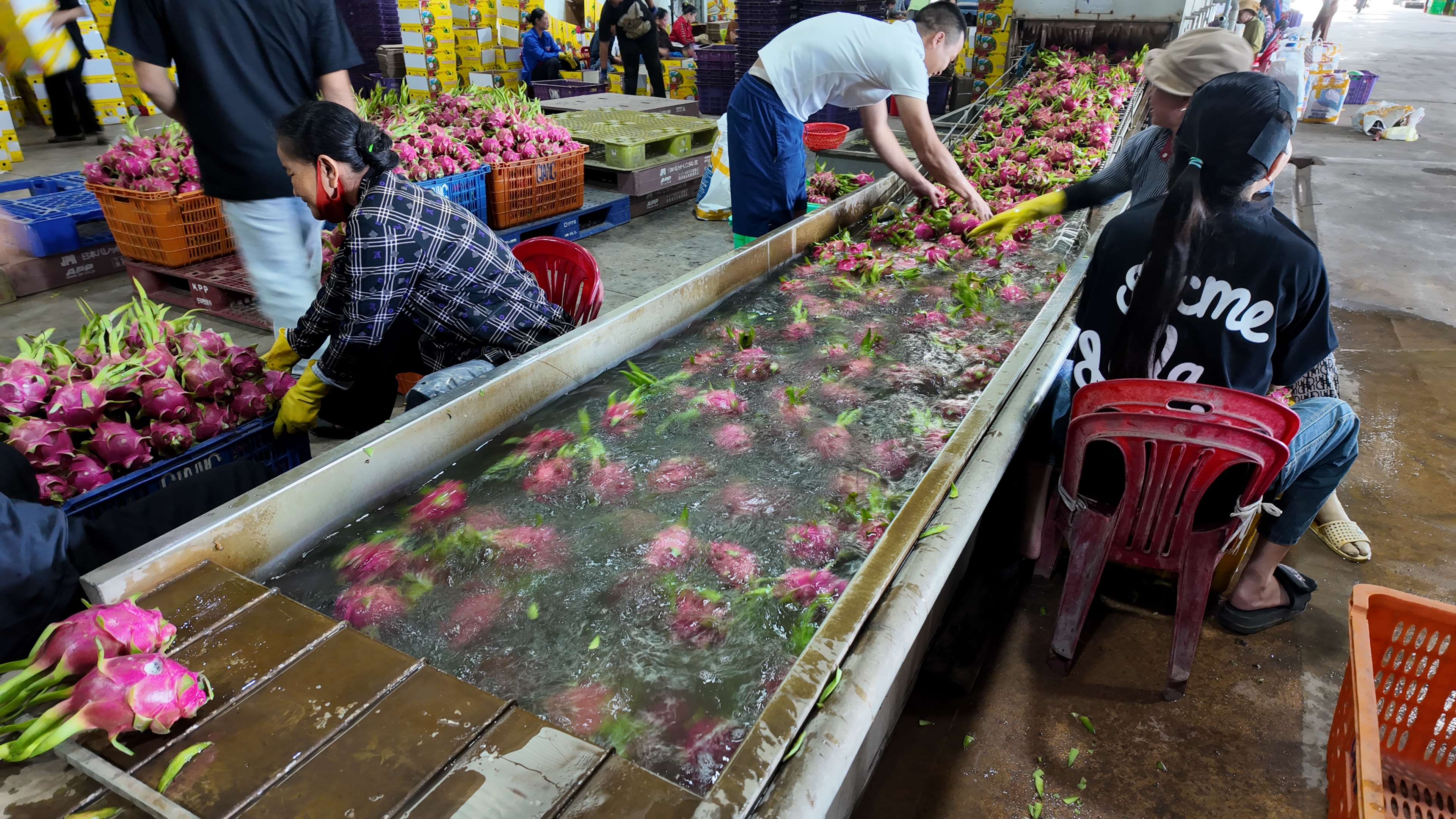 Fresh White-fleshed Dragon Fruit from Vietnam – Best Price & High Quality