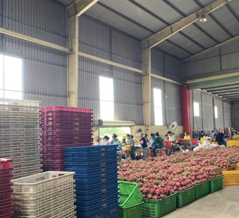 Fresh Red-fleshed Dragon Fruit from Vietnam – Best Price & High Quality