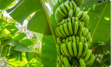 Bannas