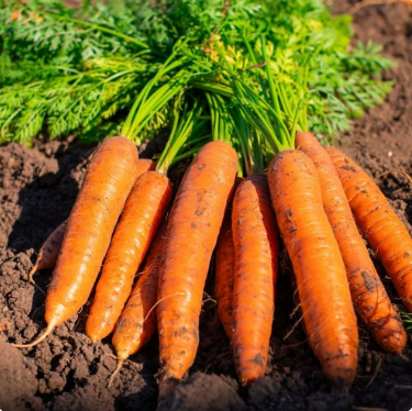 Carrot