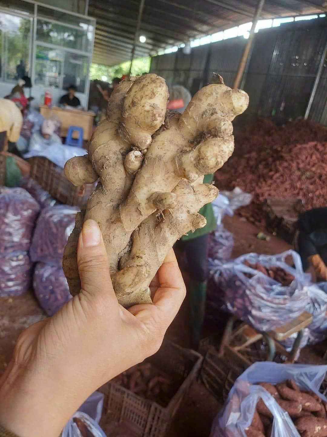 GỪNG