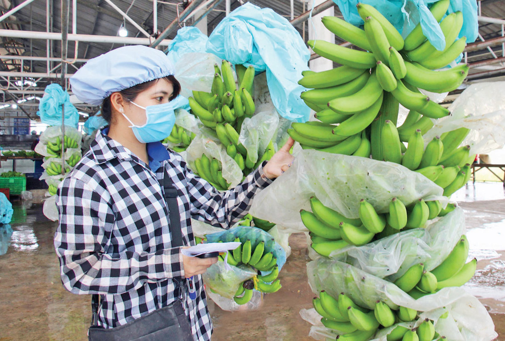 Cần tìm đơn vị vận tải sản phẩm Chuối sang Trung Quốc