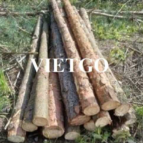 Thương vụ xuất khẩu gỗ thông tròn sang thị trường Ba Lan