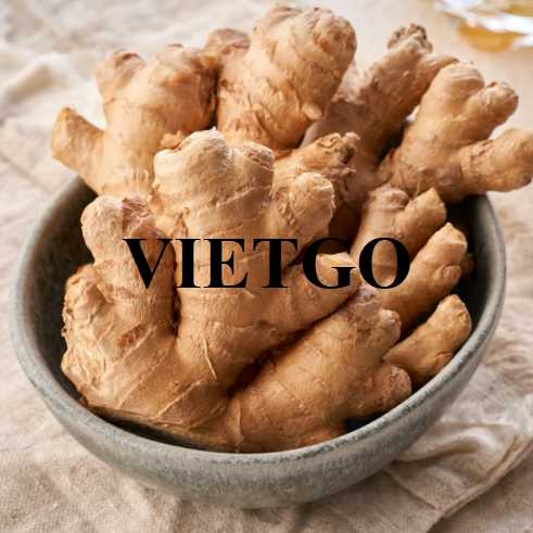 Cơ hội xuất khẩu gừng tươi đến thị trường Ả Rập Xê Út và UAE