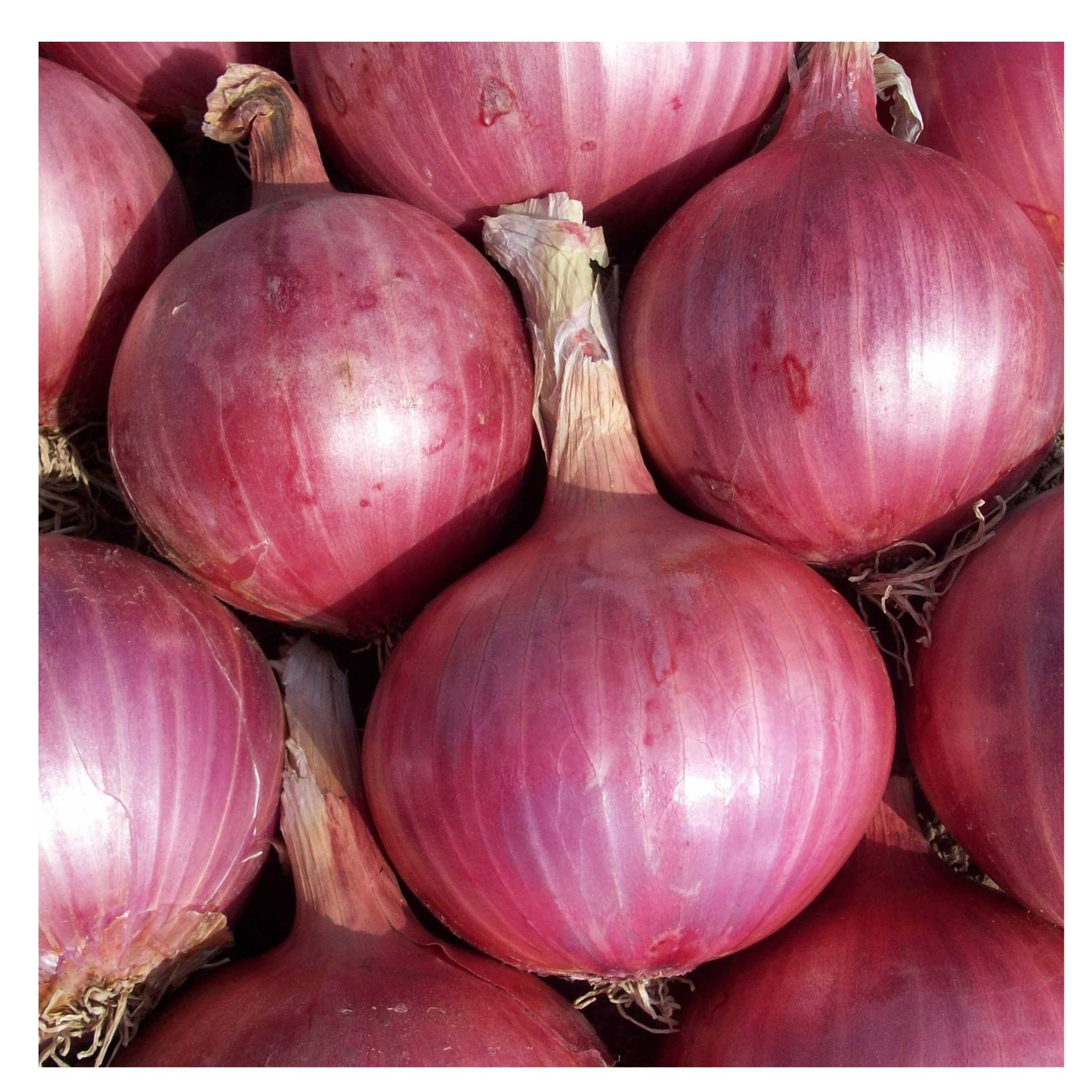 I want to buy onion 