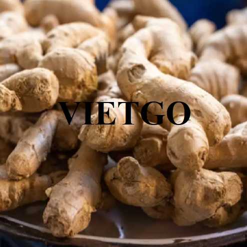 Cơ hội xuất khẩu gừng sang thị trường Ả Rập Xê Út