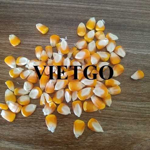Cơ hội xuất khẩu ngô đến thị trường Indonesia
