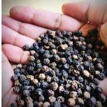 I want to buy BLACK PEPPER