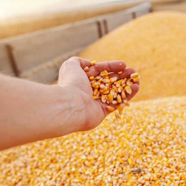 I want to buy yellow corn